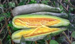 吃网红的瓜的群,网络社交背后的八卦风云